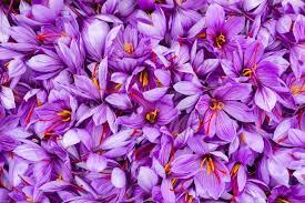 گلبرگ بنفشه شکوفه زعفران نمای نزدیک.